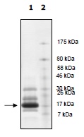 SDS-PAGE - Recombinant Human Histone H2B protein (AB198637)
