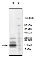 SDS-PAGE - Recombinant Human Histone H2B protein (His tag N-Terminus) (AB198637)