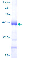 SDS-PAGE - Recombinant Human Histone H3 protein (AB159999)