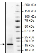 SDS-PAGE - Recombinant human Histone H3 protein (Active) (AB198757)