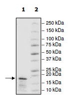 SDS-PAGE - Recombinant Human Histone H3 protein (Biotin) (AB198678)
