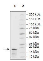 SDS-PAGE - Recombinant Human Histone H3 protein (Biotin) (His tag N-Terminus) (AB198678)