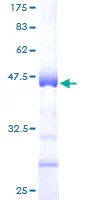 SDS-PAGE - Recombinant Human Histone H3 protein (GST tag N-Terminus) (AB159999)