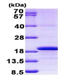 SDS-PAGE - Recombinant Human Histone H3.3 protein (denatured) (AB156709)