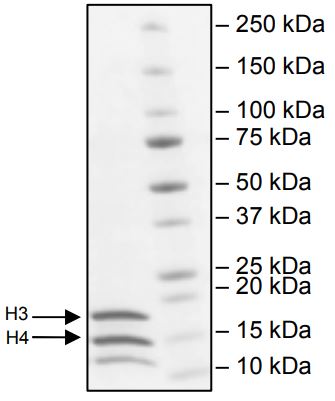 Western blot - Recombinant Human Histone H4 + Histone H3 protein Tetramer (His tag) (AB278809), expandable thumbnail
