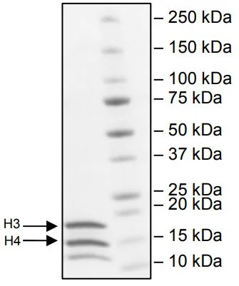 Western blot - Recombinant Human Histone H4 + Histone H3 protein Tetramer (His tag) (AB278809)