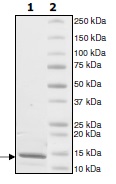 SDS-PAGE - Recombinant Human Histone H4 protein (AB198115), expandable thumbnail