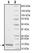 SDS-PAGE - Recombinant Human Histone H4 protein (AB198115)