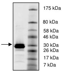 SDS-PAGE - Recombinant Human Histone H4 protein (GST tag N-Terminus) (AB198051)