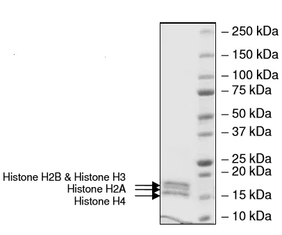 SDS-PAGE - Recombinant Human Histone Octamer protein (AB216184)