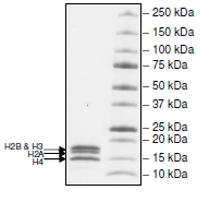 SDS-PAGE - Recombinant Human Histone Octamer protein (AB216230)