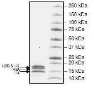 SDS-PAGE - Recombinant Human Histone Octamer protein (His tag N-Terminus) (AB216230)