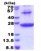 SDS-PAGE - Recombinant Human HLA Class II DRB1 protein (denatured) (AB177593)