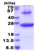 SDS-PAGE - Recombinant Human HLA Class II DRB1 protein (denatured) (His tag N-Terminus) (AB177593)