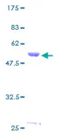 SDS-PAGE - Recombinant Human HLA DMA protein (GST tag N-Terminus) (AB116751)