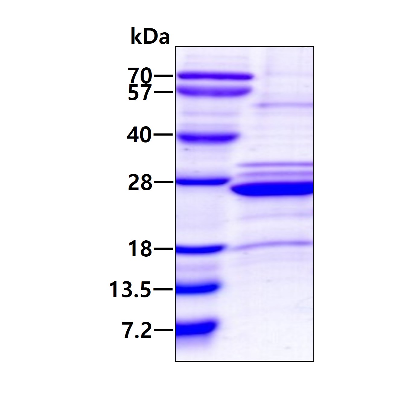 SDS-PAGE - Recombinant Human HLA-DOA protein (denatured) (AB167908), expandable thumbnail