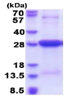 SDS-PAGE - Recombinant Human HLA-DR protein (His tag N-Terminus) (AB177661)