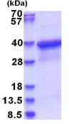 SDS-PAGE - Recombinant Human HLA F protein (His tag N-Terminus) (AB181899)