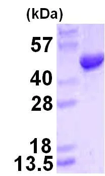 SDS-PAGE - Recombinant Human HMBS/PBGD protein (His tag N-Terminus) (AB123176)
