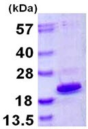 SDS-PAGE - Recombinant Human HMGA1a / HMGA1b protein (His tag C-Terminus) (AB109927)