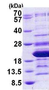 SDS-PAGE - Recombinant Human HMGA2 protein (His tag C-Terminus) (AB156333)
