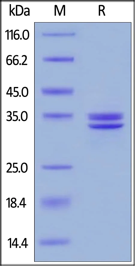 SDS-PAGE - Recombinant human HMGB1 protein (AB167718)