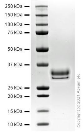 SDS-PAGE - Recombinant Human HMGB1 protein (AB280339)