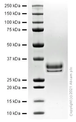 SDS-PAGE - Recombinant Human HMGB1 protein (AB280339)