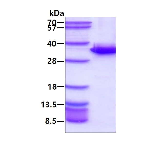SDS-PAGE - Recombinant Human HMGB2 protein (AB109962)
