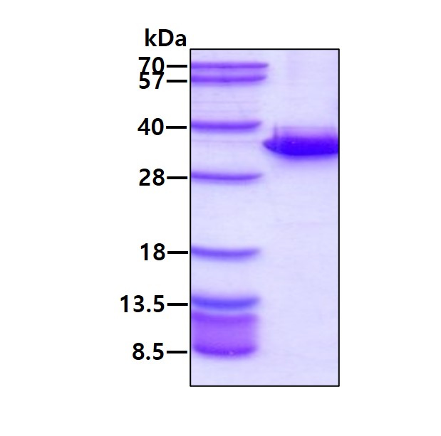SDS-PAGE - Recombinant Human HMGB2 protein (His tag N-Terminus) (AB109962)