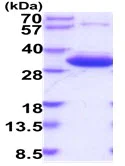 SDS-PAGE - Recombinant Human HMGCL protein (His tag) (AB226881)