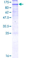 SDS-PAGE - Recombinant Human HMGCR protein (GST tag N-Terminus) (AB132810)