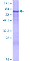 SDS-PAGE - Recombinant Human HMGCS2 protein (GST tag N-Terminus) (AB114900)