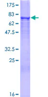 SDS-PAGE - Recombinant Human HMGCS2 protein (GST tag N-Terminus) (AB114900)