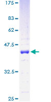 SDS-PAGE - Recombinant Human HMGN1 protein (GST tag N-Terminus) (AB112301)