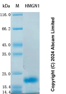 SDS-PAGE - Recombinant Human HMGN1 Protein Standard (AB323137)