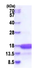 SDS-PAGE - Recombinant Human HMGN3 protein (His tag N-Terminus) (AB183234)