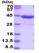 SDS-PAGE - Recombinant human HMT protein (Active) (AB229173)