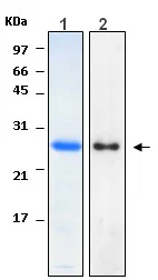 Western blot - Recombinant Human HN1 protein (AB116438)
