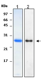 Western blot - Recombinant Human HN1 protein (AB116438)