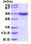 SDS-PAGE - Recombinant Human hnRNP A1 protein (AB123212)