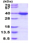 SDS-PAGE - Recombinant Human hnRNP A1 protein (His tag N-Terminus) (AB123212)