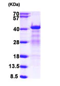 SDS-PAGE - Recombinant Human hnRNP C1/C2 protein (AB104668)