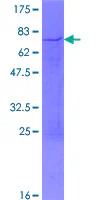 SDS-PAGE - Recombinant Human hnRNP D/AUF1 protein (GST tag N-Terminus) (AB152450)