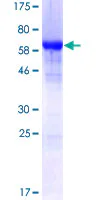 SDS-PAGE - Recombinant Human hnRNP F protein (GST tag N-Terminus) (AB114680)