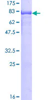 SDS-PAGE - Recombinant Human hnRNP K protein (GST tag N-Terminus) (AB132460)