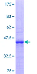 SDS-PAGE - Recombinant Human hnRNP U/p120 protein (GST tag N-Terminus) (AB152451)