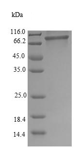 SDS-PAGE - Recombinant Human HNRNPM protein (Tagged) (AB226407), expandable thumbnail