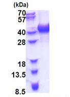 SDS-PAGE - Recombinant Human HNRPAB protein (His tag N-Terminus) (AB171508)