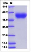 SDS-PAGE - Recombinant Human HNT protein (His tag) (AB276642)